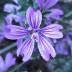 Natura 3. Sofia Bouharrat (1ESOB)